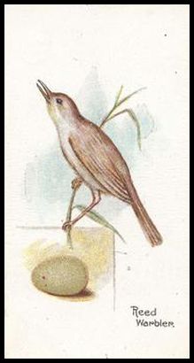 18 Reed Warbler